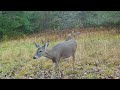 Rut action !! early November , good luck NY