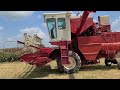 International 403 combine harvesting milo (2021)