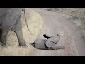 Baby elephant throwing a tantrum