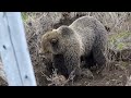 Grizzly bear named Jam in Yellowstone National Park.