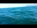 Dolphins riding shotgun in False Bay, Cape