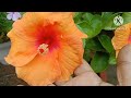 How to grow,care and repot hibiscus.गुङहल को लगाने का सही तरीका।