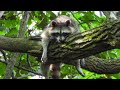 Facts About North American Raccoon