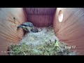 First Egg Hatching to Chicks Fledging - 21 days in 21 mins - BlueTit nest box camera highlights 2021