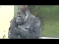 Shabani courts Ai aggressively.｜Gorilla