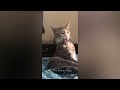 The Most Dramatic Dogs and cats are Waiting for You here!😼🐶FUNNIEST Animal Videos 2024😺