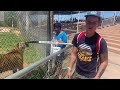 Reid feeds tiger