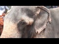 Elephant in KeralaTemple Festival HD Video