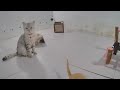 Funniest Cats and Dogs 🤣😹 Best Funniest Catss Video 2024 😹