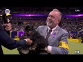 Micha the Cocker Spaniel wins the Sporting Group | Westminster Kennel Club