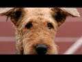 Introducing Airedale Terriers to Unfamiliar Cats: Tips & Advice