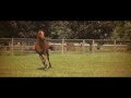 Rideaufield Farms - 2014 |  Horses at Liberty