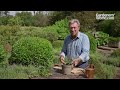 Grow roses from cuttings for free rose plants | Alan Titchmarsh