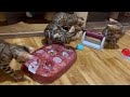 Bengal Cat Activity Idea