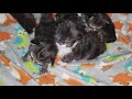 Fall 2018 willah litter 2 wks old