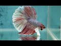 Best 15 Betta Fish Types 🐠 (Beautiful Fish 😍)