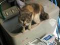 洗濯機から水を飲むネコ