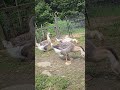 4 month old AfricanGoslings. #small farm,  #African Geese, #small homestead, #