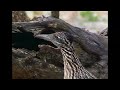 Roadrunner vs. Rattlesnake - On the hunt with a bird born to run