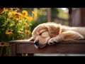 12 Hours Calming Sleep Music For Dog 💖 Stress Relief Music, Insomnia, Relaxing Sleep Music