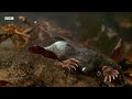 The Weird and Wonderful Star-Nosed Mole | 4K UHD | Mammals | BBC Earth