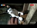 Kembali  lagi //bersama kucing kucing  kampung