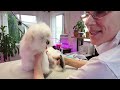 Dog Grooming Tips For Nervous Puppy (Full Dog Grooming Video with explanations)