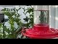 I put my iPhone next to a hummingbird feeder and hit RECORD - (Here's what happened) No filters/lens