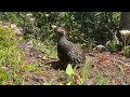 Spruce Grouse Calls (male) - Up-close in Banff National Park