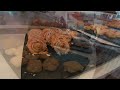 Atlantis Paradise Island | ALL YOU CAN EAT BREAKFAST BUFFET | Poseidon's Table |  Bahamas