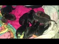 Day old dachshunds baby weenie dogs with a rare ‘blue’ dachshund! We got a shiny lol!