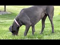 Great Dane playing with wood boring Bee