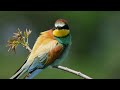 CANON R7 RF200-800 BEE EATER 4K CINEMATIC