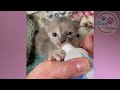 Tiny Kittens Saved From The Death Who Have Amazing Transformation