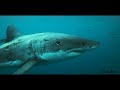 Face to Face with the Largest Great White Shark I've seen this Year: Return to Guadalupe Island.