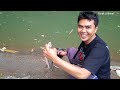 GAK MAIN MAIN..!! PESTA STRIKE MAHSEER DI SUNGAI INI SERASA DI KALIMANTAN, DI SINI GUDANGNYA MAHSEER