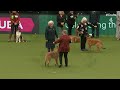 Group Judging (Pastoral) and Presentation | Crufts 2023