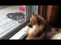 Silly Pomeranian Puppies