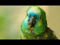 Amazon Forest 4K/ Wild Animals of Rainforest/ Relaxation Film/ Meditation Music & Nature Sounds