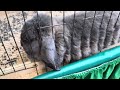 Minnesota State Fair 2024, Different types of rabbits.//8:46