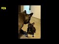 Funny Dog And Cat Videos 🐱 |  Best Funny Animals Video 2024 #8 - The Pet Doze