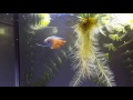 Betta Fish and Dwarf Gourami - Low Maintenance fish tank tips - Betta fish care