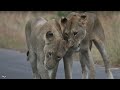 Nothing But Nature: Kruger National Park | Maroela & Satara (4K)