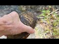 Sweet Corn Snake and Cranky Copperhead Snake - Herping South Carolina (Fall 2023)