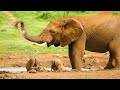 African Wildlife 4K: The Super Beautiful Moment of Lions, Wildebeest, Zebra...With Relaxing Music 4K