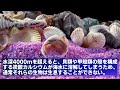 【深淵】マリアナ海溝の最深部に落ちた者の末路...