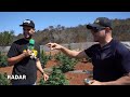 Conociendo los sembradíos de BAJA GREEN LABS | RADAR con Adrián Marcelo