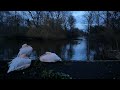 Pelicans in St James Park, London  20th January 2024.