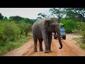 Elephants walk - Yala-National-Park