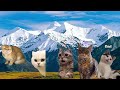Cat Memes Alaska Roadtrip Compilation + Extra Scenes